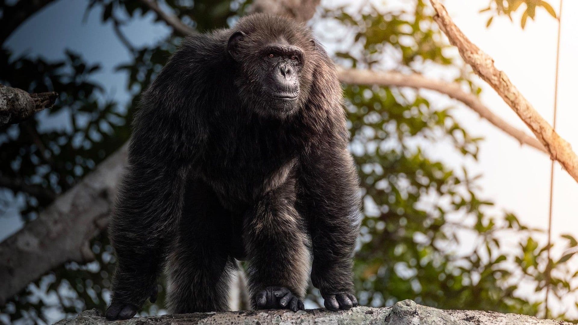 Ancient kingdoms of Atlantic Africa